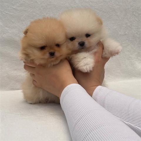 $500 : Teacup Pomeranian puppies 🐶 image 1