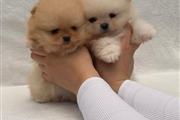 Teacup Pomeranian puppies 🐶