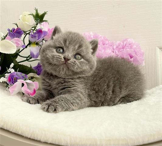 $300 : British Shorthair azul listo image 1