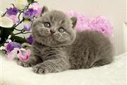 British Shorthair azul listo en Boston