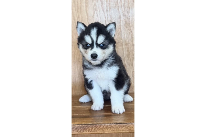 $400 : Siberian Husky Puppies image 4