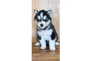 $400 : Siberian Husky Puppies thumbnail
