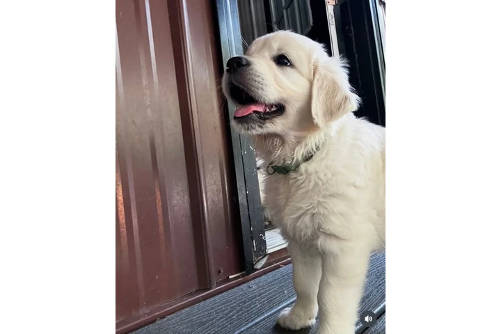 $350 : Cachorros Golden Retriever image 6