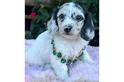 $600 : Dachshund puppy for sale thumbnail