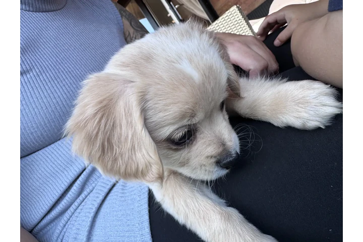 $475 : bichon's frise puppys ready. image 1