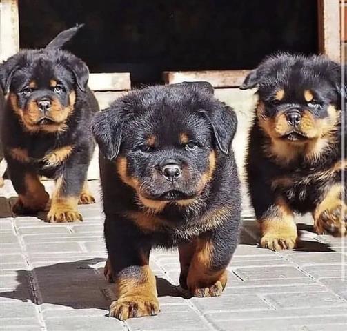 $500 : Cachorros de Rottweiler image 1