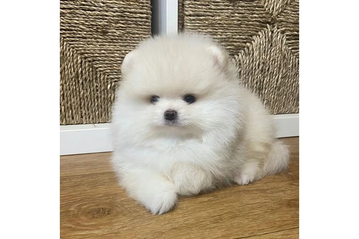 $350 : Pomerania en venta image 2