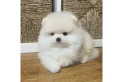 $350 : Pomerania en venta thumbnail