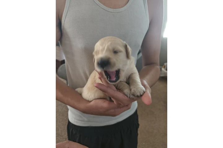 $1200 : Golden retriever image 3