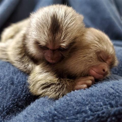 $500 : Monos Mamorset para adopción image 2