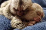 $500 : Monos Mamorset para adopción thumbnail