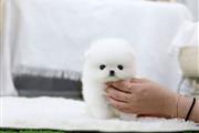 Pomeranian puppy