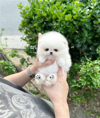 $500 : Pomeranian puppies image 2