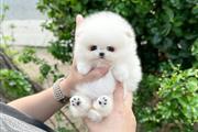 $500 : Pomeranian puppies thumbnail