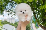 $350 : pomerania en venta thumbnail