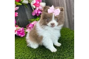 $350 : cachorros de Pomerania thumbnail