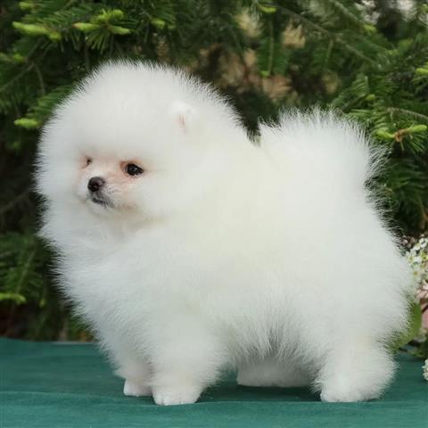 $350 : Cachorro Pomeranian en venta image 1