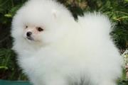 Cachorro Pomeranian en venta