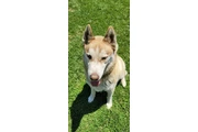 Free Husky