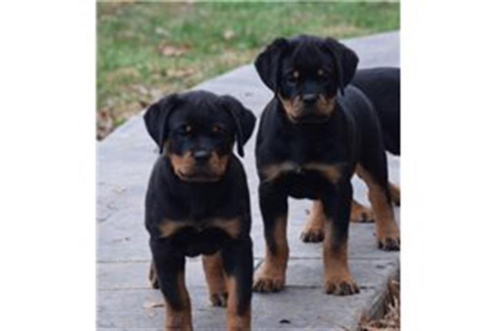 $500 : Adorable Rottweiler Pupies image 2