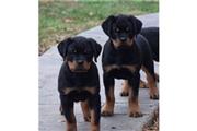 $500 : Adorable Rottweiler Pupies thumbnail