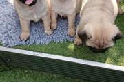 Beautiful pugs for sale en Charleston