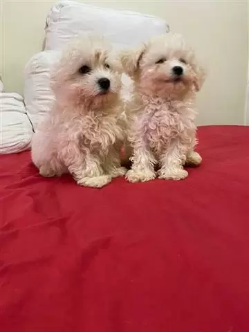 $450 : BUY MALTESE PUPPIES READY image 2