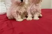 $450 : BUY MALTESE PUPPIES READY thumbnail