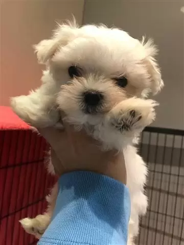 $400 : Buy Wonderful Maltese Pups image 1