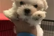 Buy Wonderful Maltese Pups en San Jose