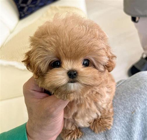 $350 : MALTIPOO EN VENTA image 3