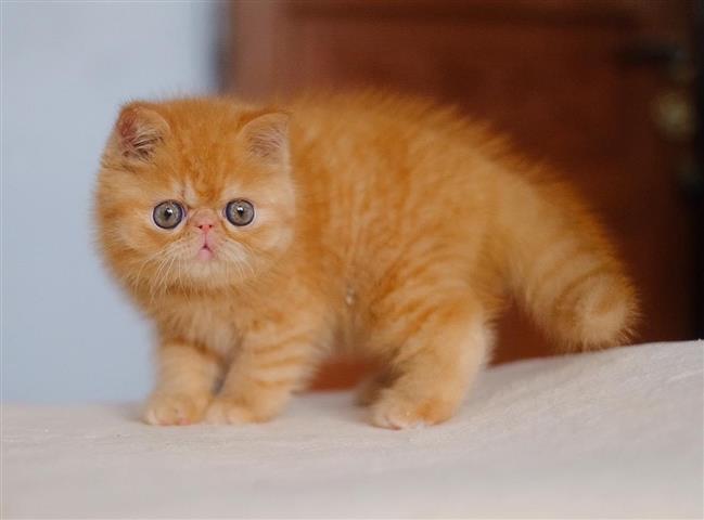 $400 : larry peter kittens image 3