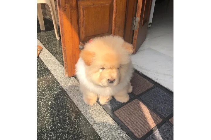 $500 : chow chow puppies for adoption image 2