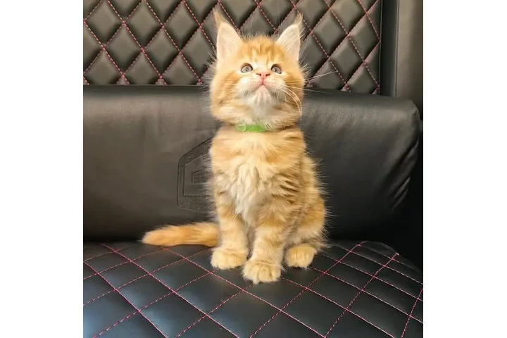 $380 : 2 gatitos Maine Coon image 1
