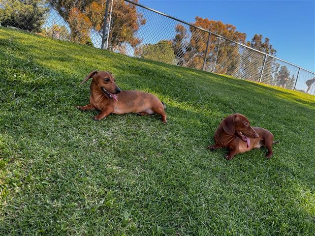 $1000 : Dachshunds hembra y macho image 2