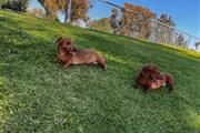 $1000 : Dachshunds hembra y macho thumbnail