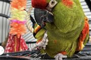 $500 : Macaw Parrot 🐦 thumbnail