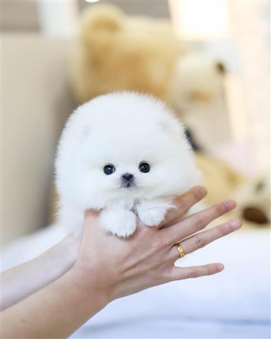 $250 : Teacup Pomeranian puppies image 2