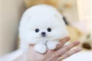 $250 : Teacup Pomeranian puppies thumbnail