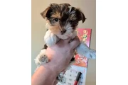 Female chocolate biewer Yorkie en Detroit