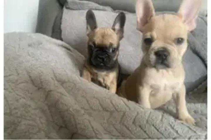$1100 : FRENCH BULL DOG PUPPIES 8 wks image 4