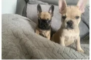$1100 : FRENCH BULL DOG PUPPIES 8 wks thumbnail