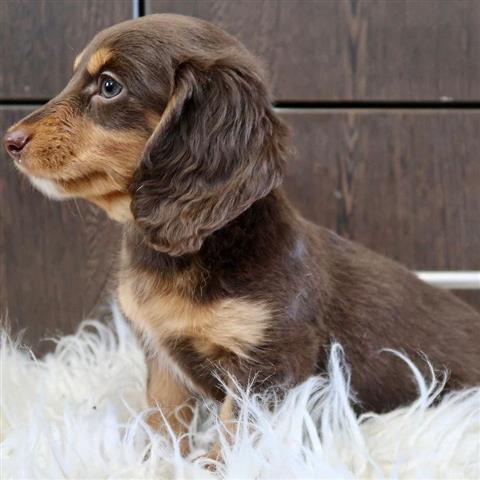 $600 : Adorables cachorros Dachshund image 3