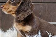 $600 : Adorables cachorros Dachshund thumbnail