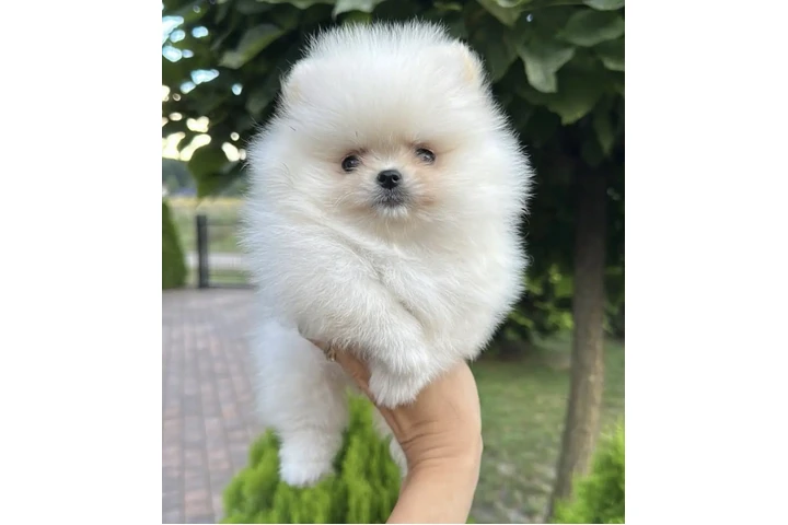 $300 : Teacup pomeranian available image 1