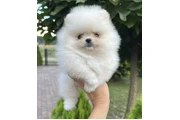 $300 : Teacup pomeranian available thumbnail