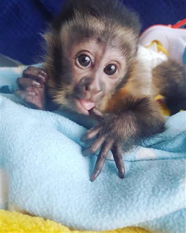 $1400 : Beautiful capuchin babies image 1