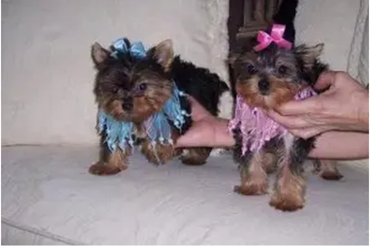 $1550 : Stuning chihuahua puppies image 2