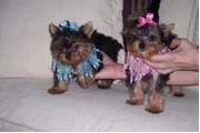 $1550 : Stuning chihuahua puppies thumbnail