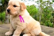 $290 : Male & Female Golden Retriev thumbnail